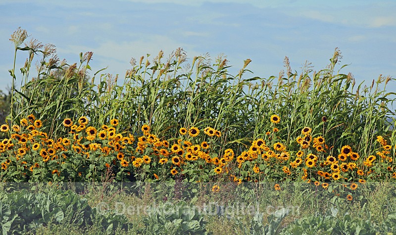 Sunflowers - Flora