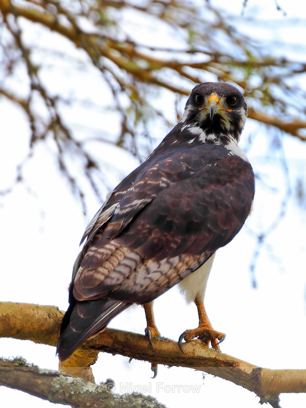 Augur Buzzard perched in a tree - Augur Buzzard