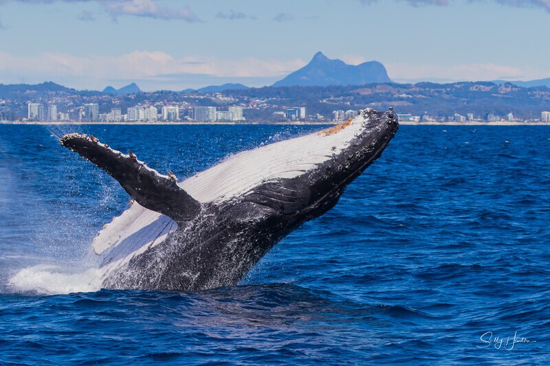 Mt Warning Breach 2. 0A3A3047 - 2025 Whales