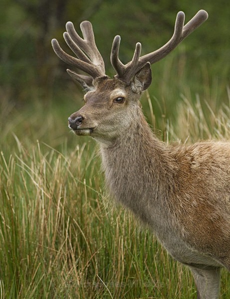 Red Deer, Isle of Mull ref rd 25b - RED DEER