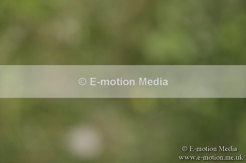 BVR160717-682 - Class 1 & 23a Dressage 16/07/17