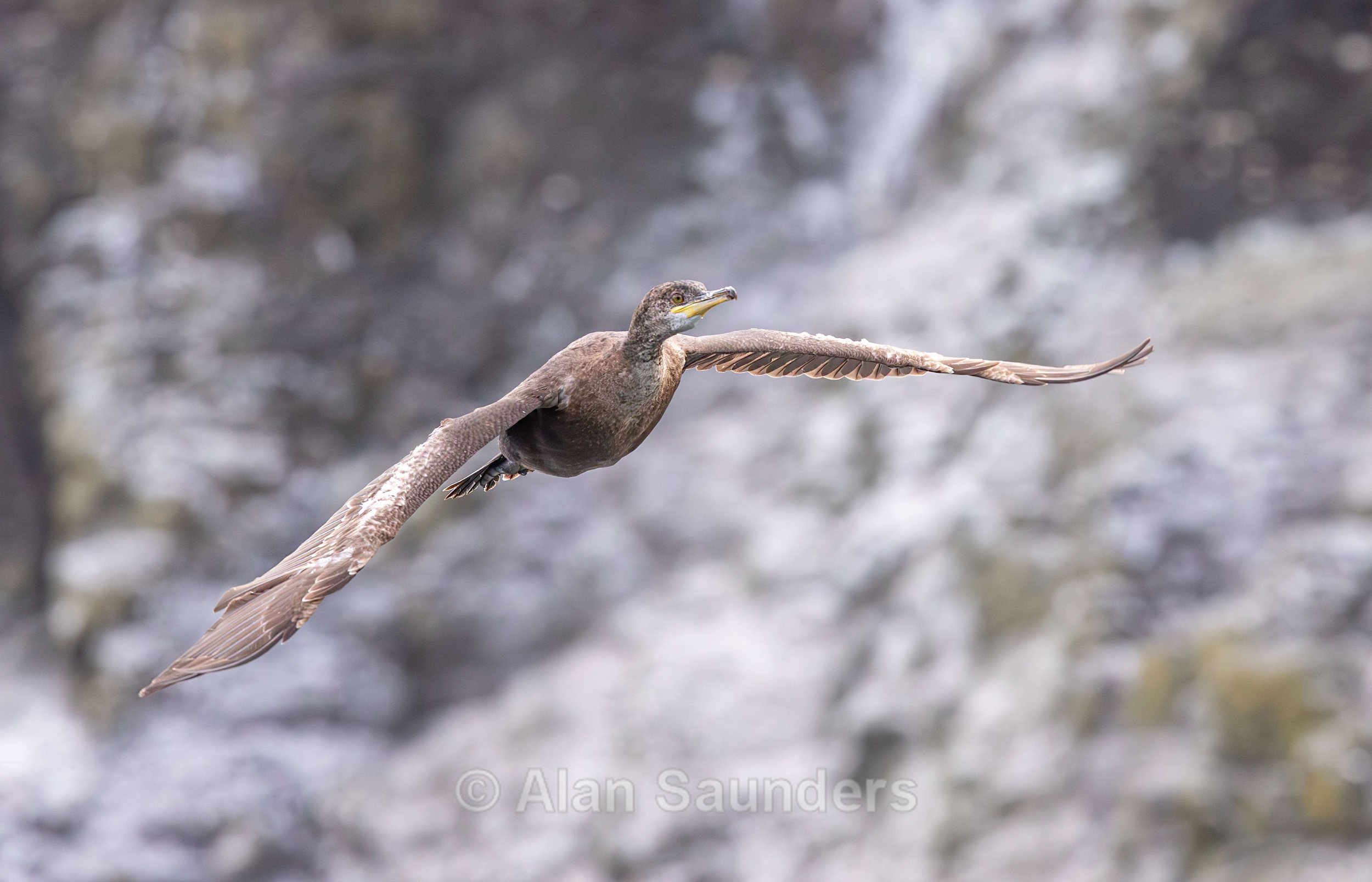 European Shag 15 Juvenile Gulosus aristotelis)