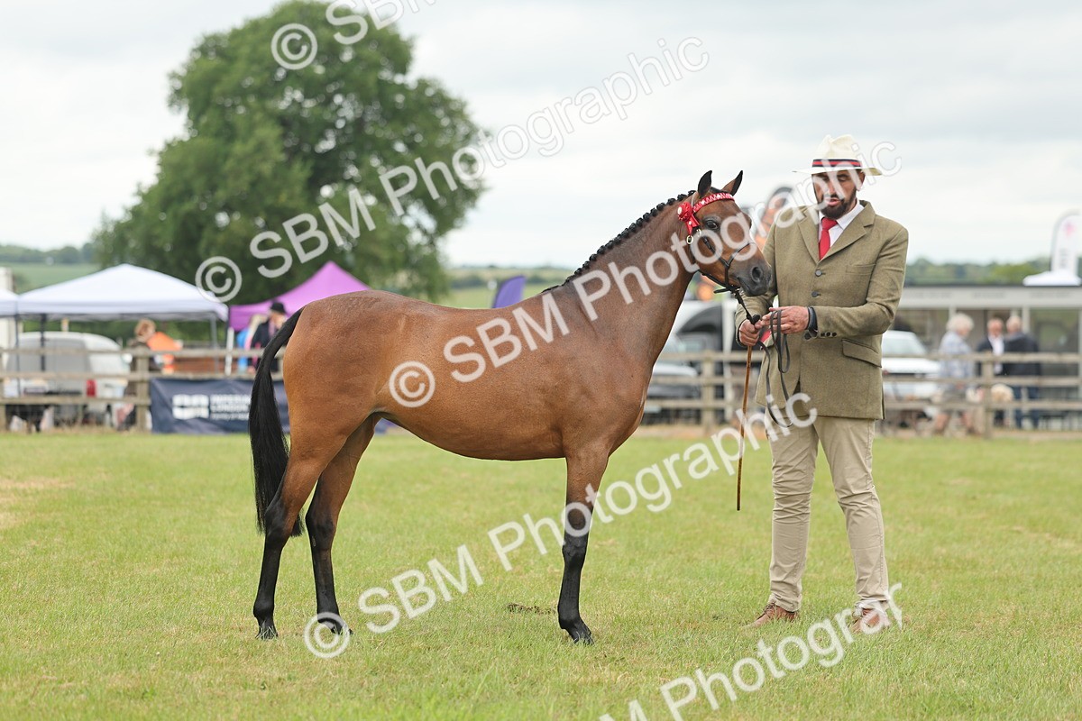 SBM_05430 - Class 68-73 - Riding Pony Breeding
