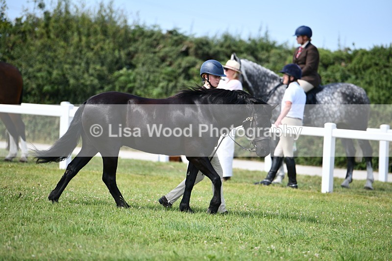 DSC_8318 - Class 68: Part Bred In Hand M & M