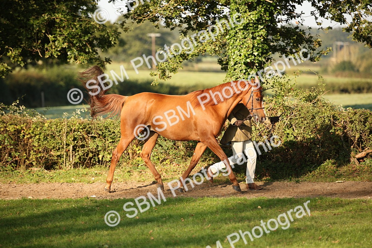 SBM_57553 - S50 - Foreign Breeds In Hand