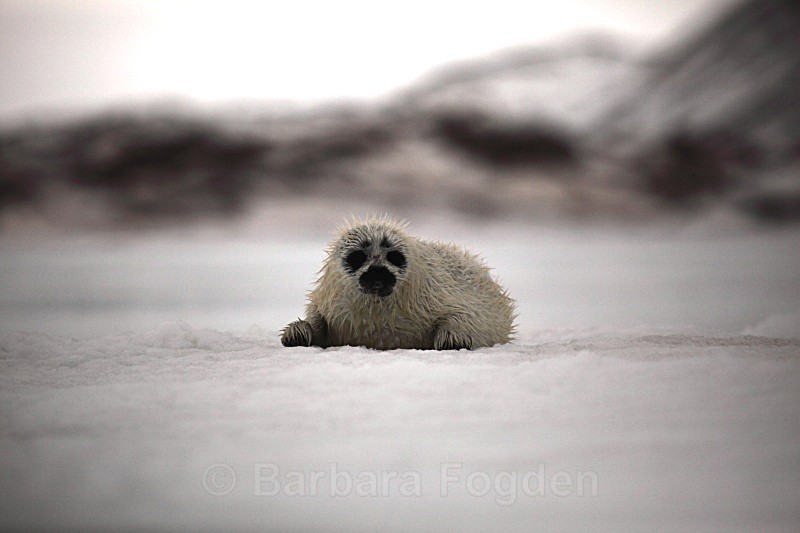 1 month old sealpup after his first swim1382 - First 6 weeks of a seal pup's life