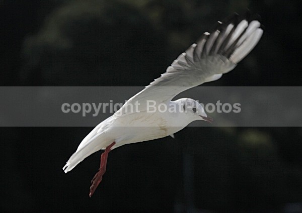 090917 SEAGULL03 IMG_7121 - Wildlife