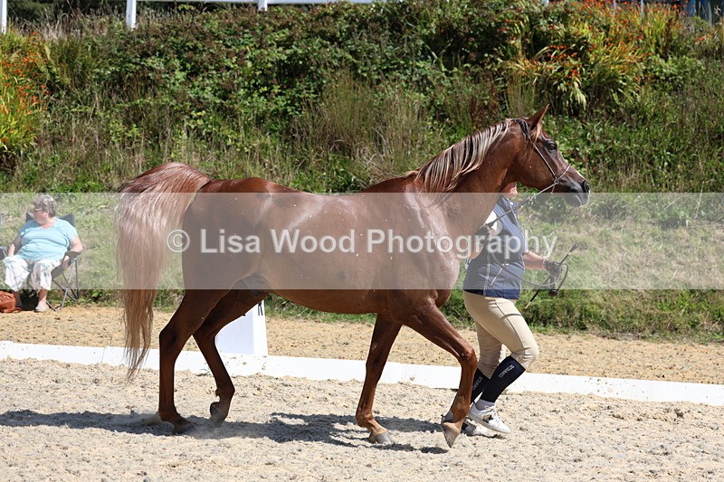 3E7A9769 - Class 33: Arab In Hand