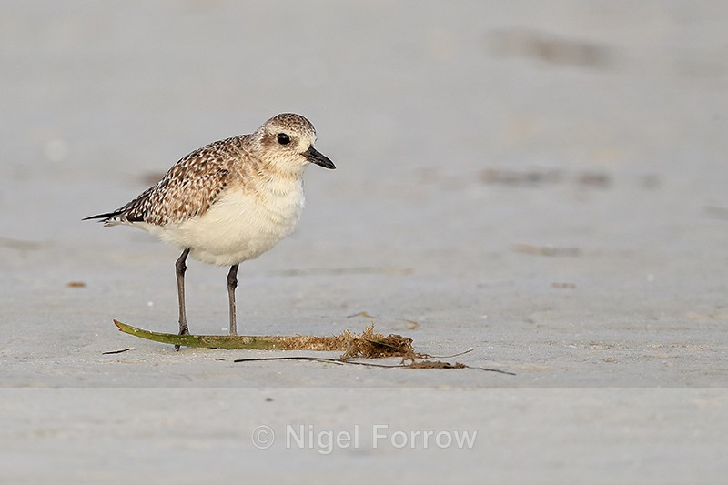 Black-bellied Plover (non-breeding adult), Fort De Soto Park, Florida - Black-bellied Plover