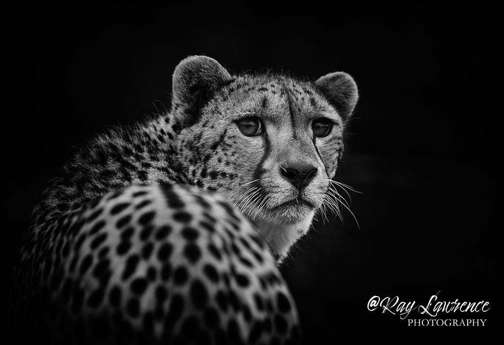 Cheetah - Monochrome - Monochrome Zoo