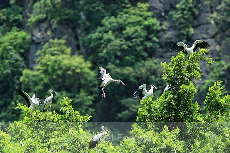 Asian Openbills, Tam Coc, Vietnam - Asian Openbill