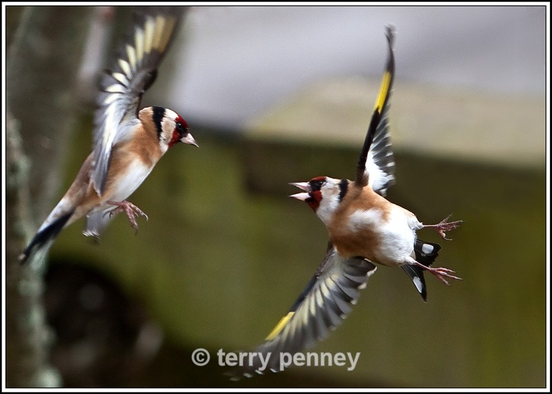 Goldfinch2 - Cardeulis cardeulis - Birds