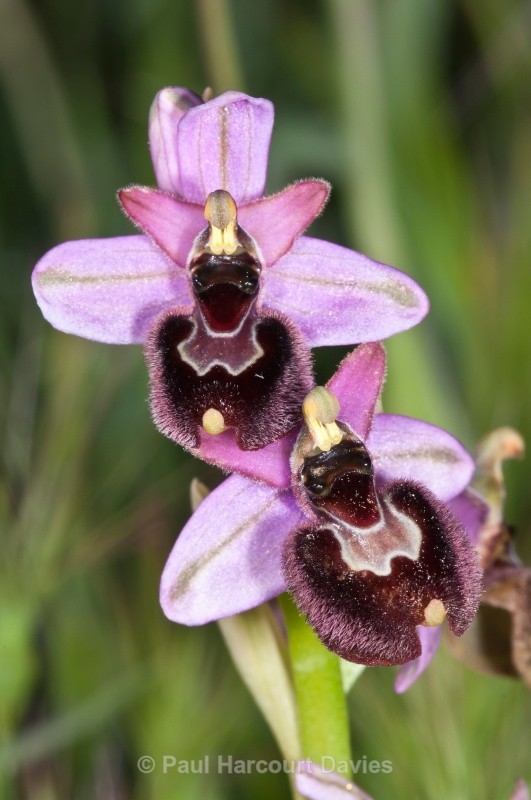 Ophrys à sorrentini (O. bertolonii à O. tenthredinifera) - Orchids - Ophrys