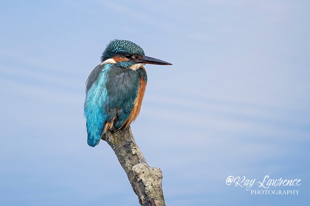 Kingfisher Alcedo Atthis067 - Natural World