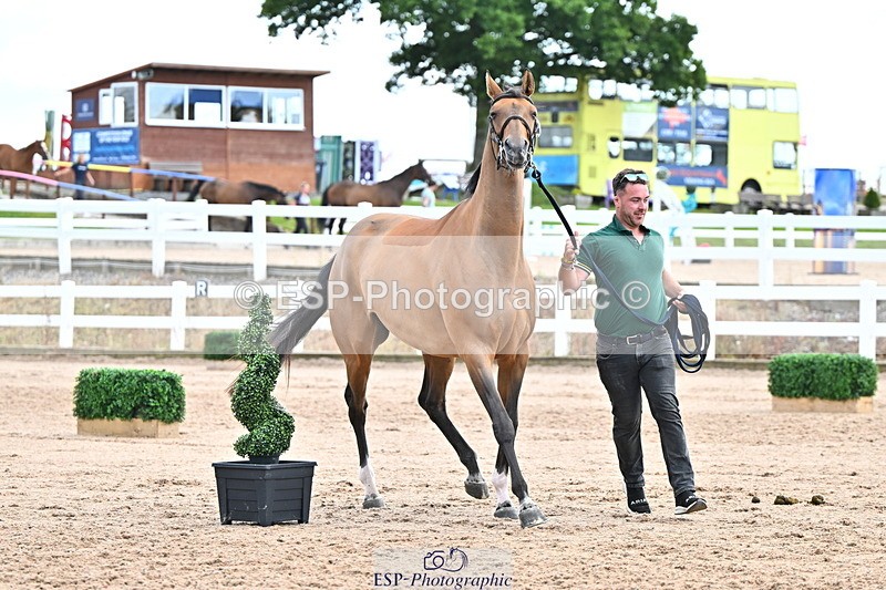 240718A-105325-01988 - Trot Up 2pm to 3pm - This folder is not in time order