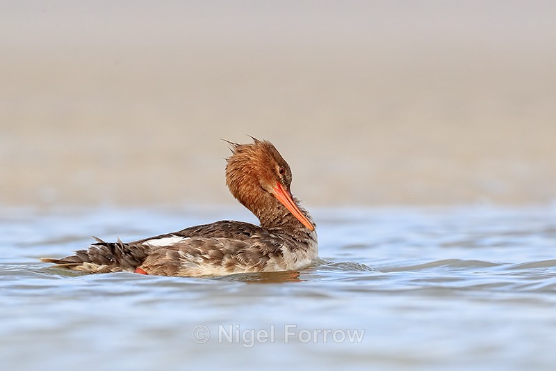 Red-breasted Merganser rubbing neck, Fort De Soto, Florida - Red-breasted Merganser