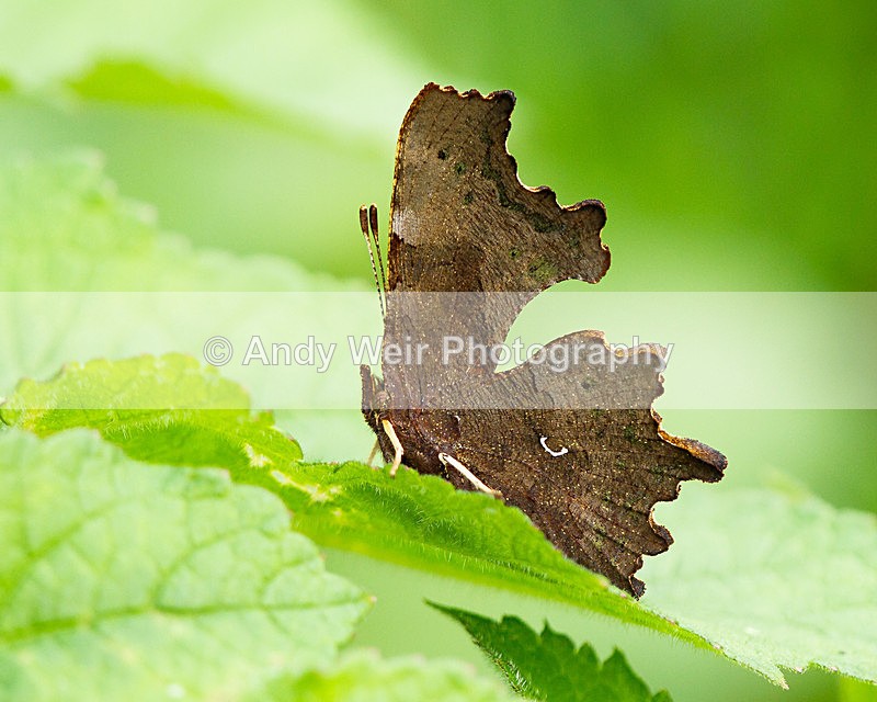 20131005-_MG_5622 - Butterflies & Moths