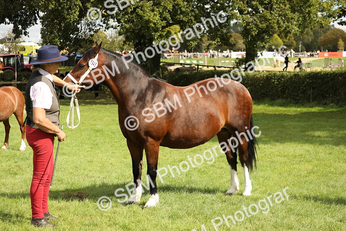 SBM_65428 - S47 - Mountain & Moorland In Hand Large Breeds