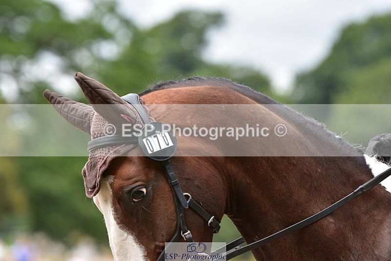 250719A-115758-05385 - 070-Olivia.Elson-Kindred.Spirit