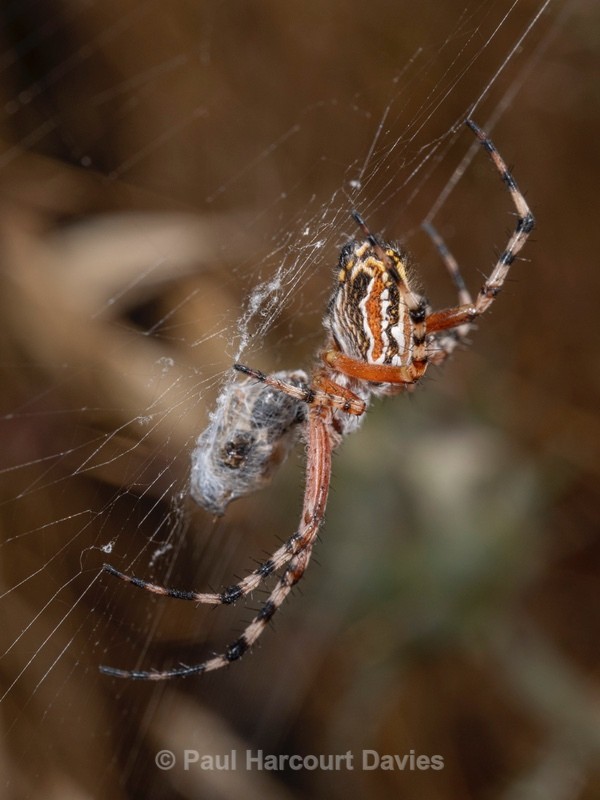 The Oak Spider (Aculepeira ceropegia) - Ten Metres from Home 2021