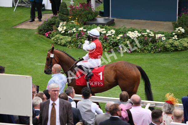 yr19082021r2-11 - Race 2 2.25pm Goffs UK Premier Yearling Stakes