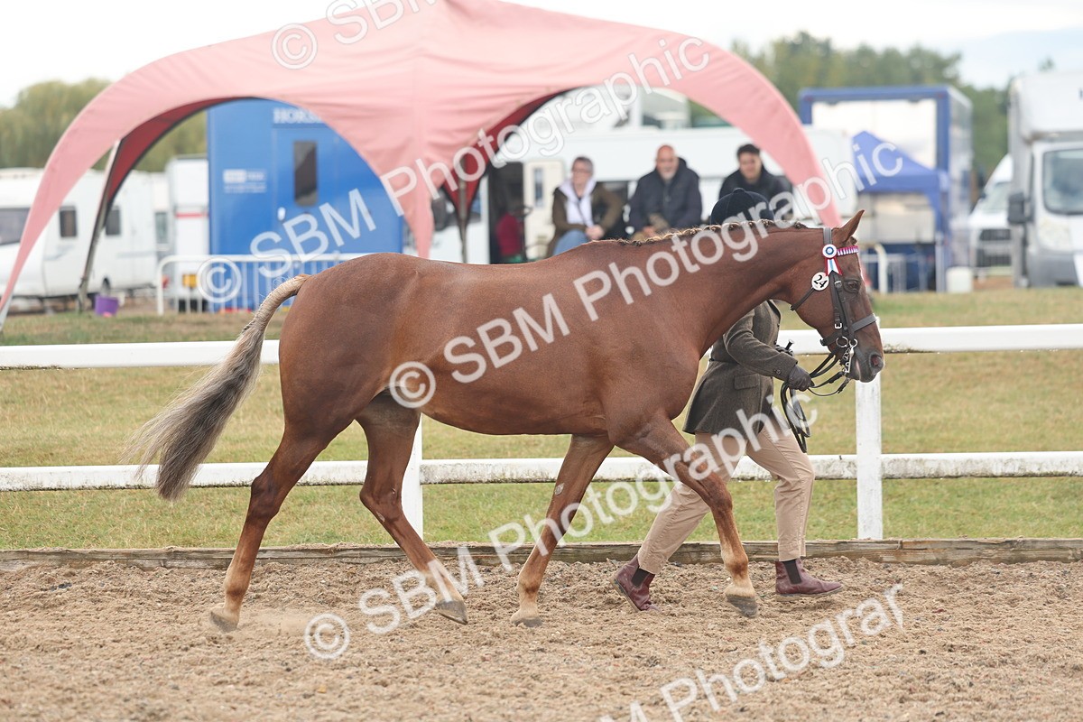 SBM_08442 - Class 29 - IH Veteran Pony