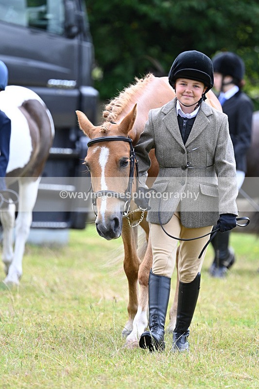 WJ7_6469 - Class 5 Handsome Gelding in hand