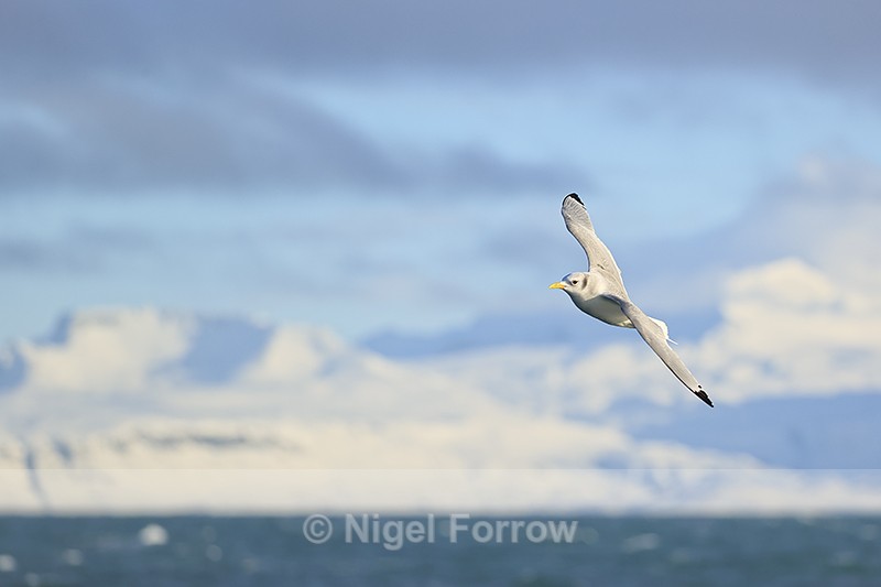 Kittiwake flying behind boat, Snæfellsnes peninsula, Iceland - Kittiwake
