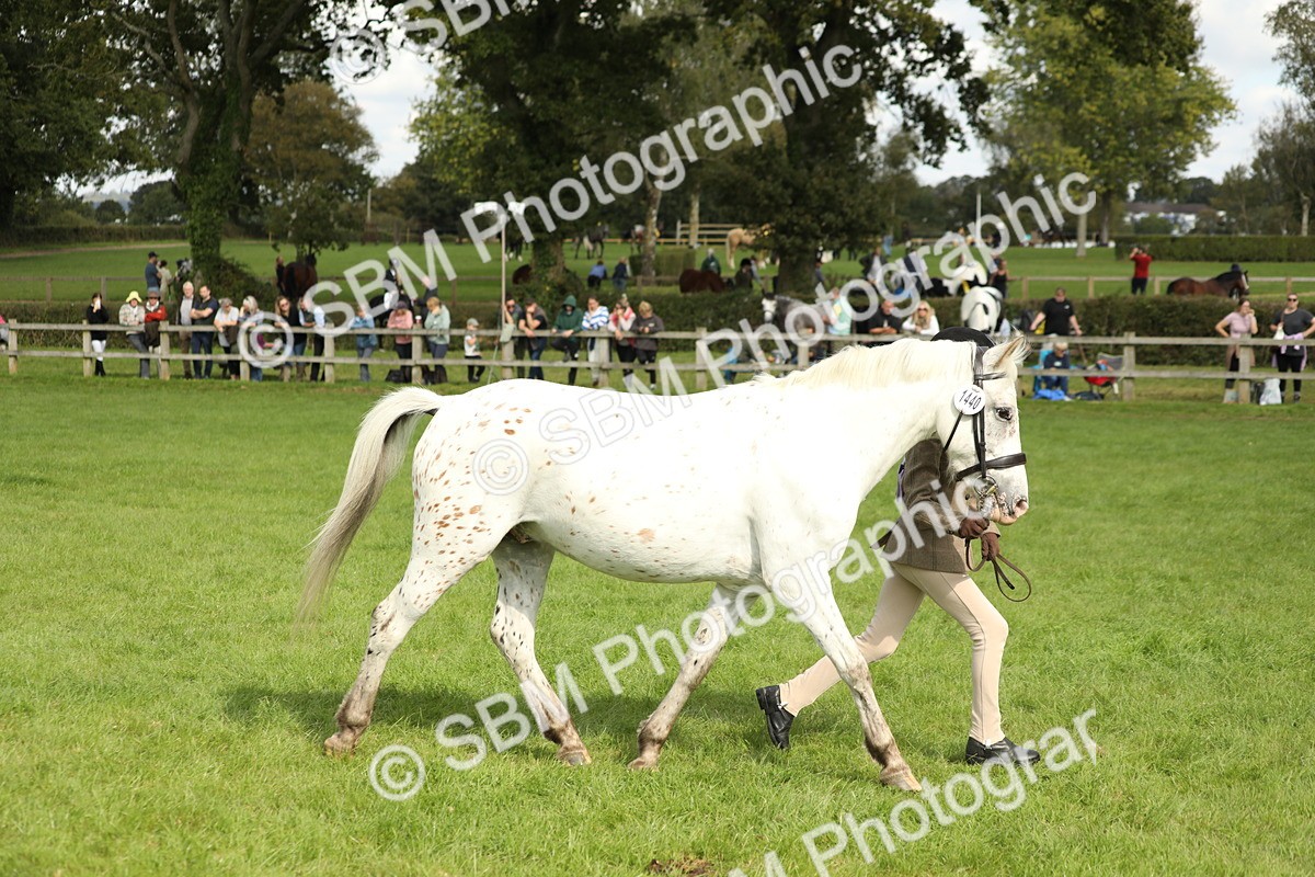 SBM_62813 - S46 - Mountain & Moorland In Hand Small Breeds