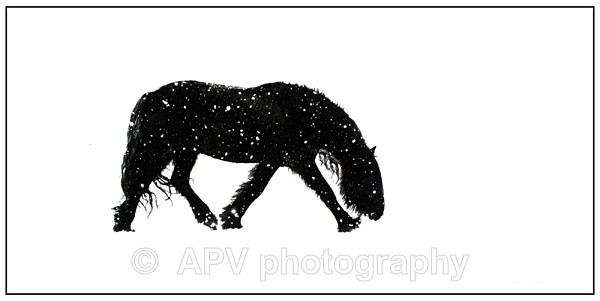  - Horses'n'Ponies