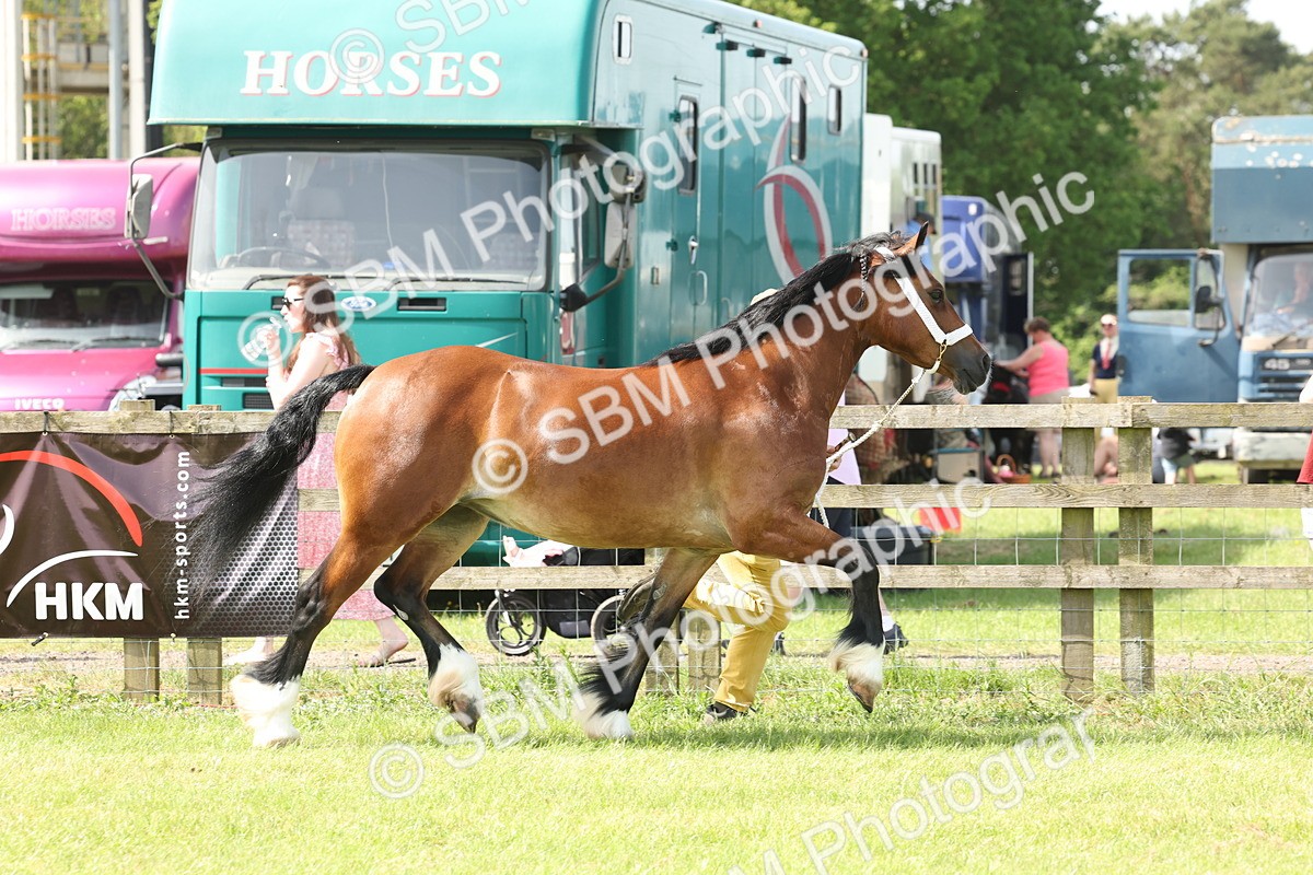 SBM_02364 - Class 6-13 - Mountatin and Moorland In Hand Welsh Breeds