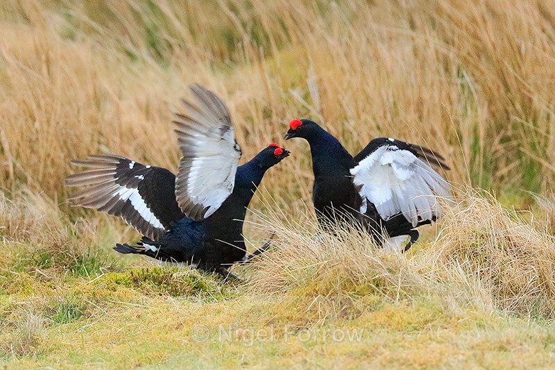 Black Grouse (males) fighting, Scotland - Black Grouse