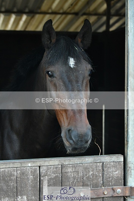 230817-083053-02407 - Stable Shots