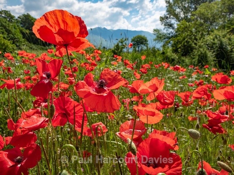 Field poppies (Papaver rhoeas),  and other weeds of cultivation - Flowers in the Landscape - 2