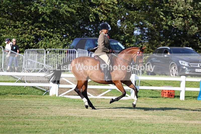 3E7A4978 - Class 1: Rising Star Small Hack/Riding Horses