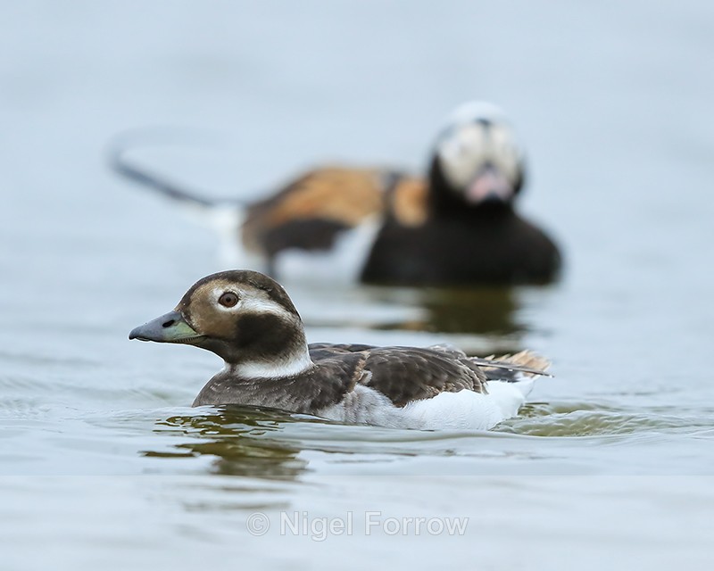 Long-tailed Ducks (female & male), Iceland - Long-tailed Duck