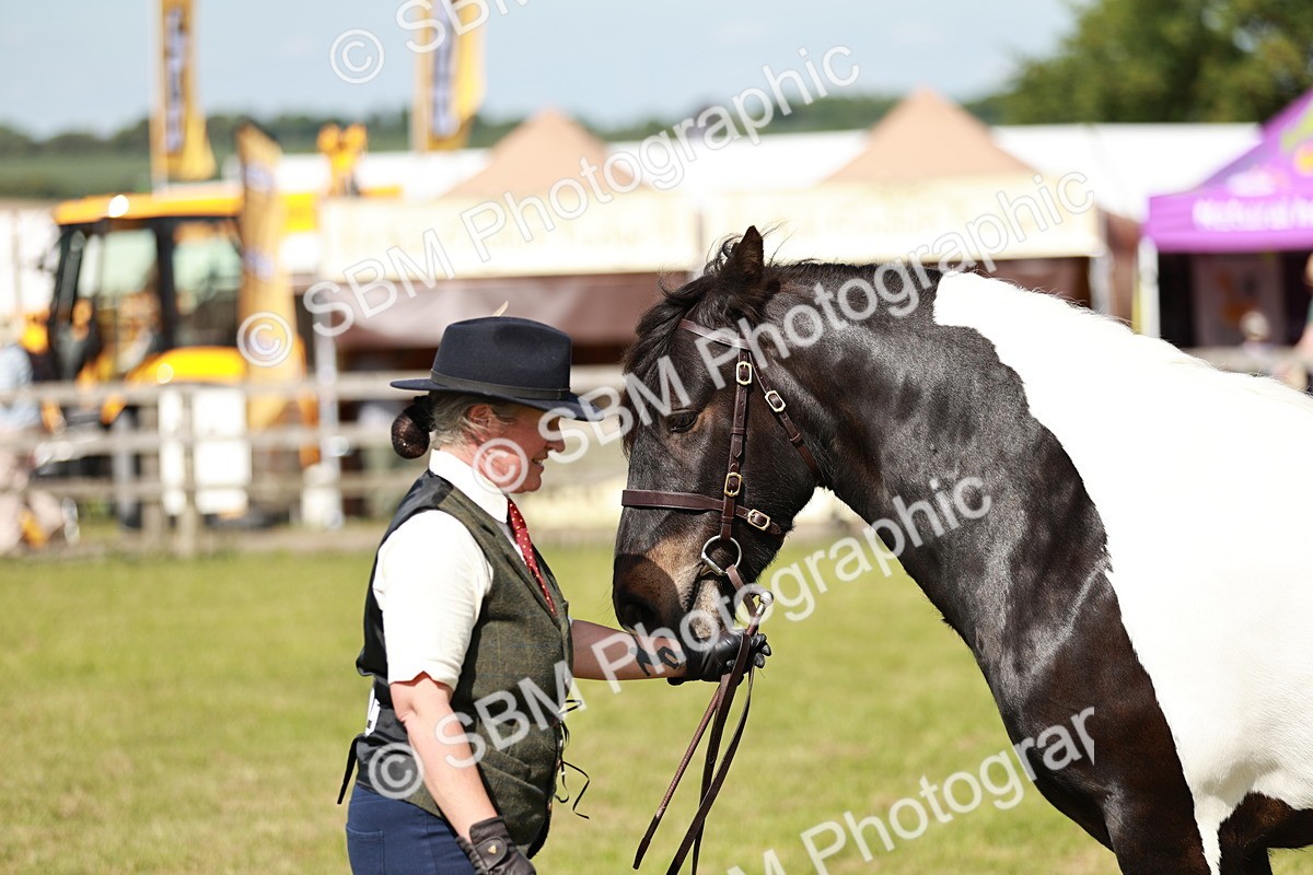 SBM_08807 - Class 63-65 - Traditional Gypsy Cobs In Hand & Ridden