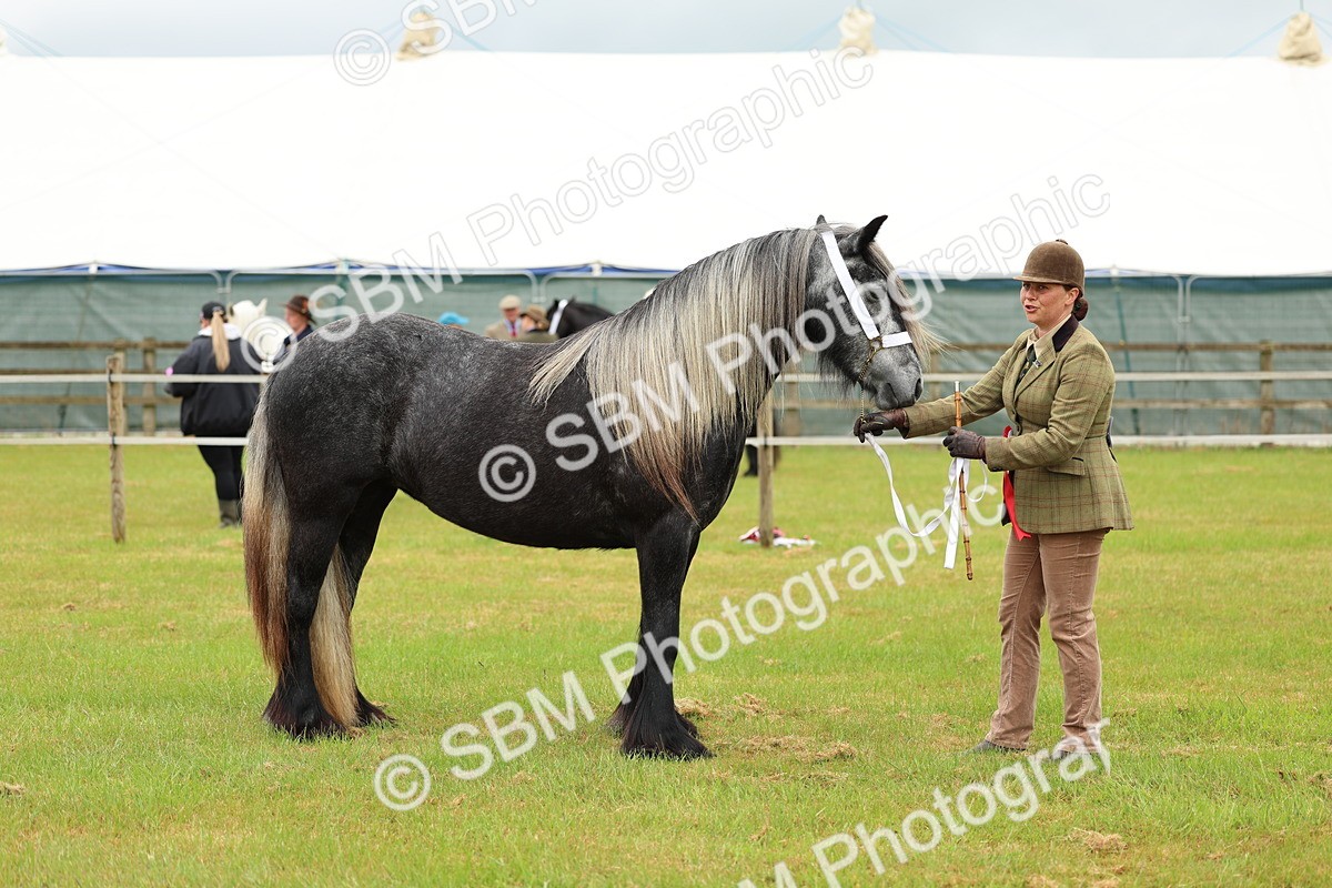 SBM_00427 - Class 58-67 - M&M Non Welsh Pony In hand