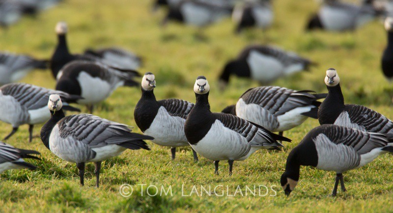 Barnacle Geese - Swans and Geese