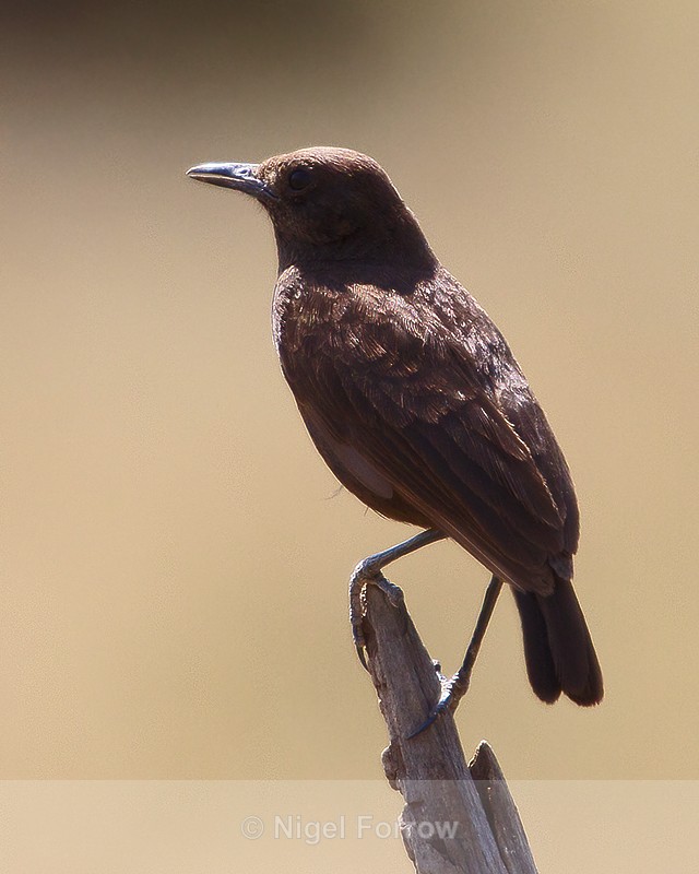 Northern Anteater Chat perched on a tree stump - Northern Anteater Chat