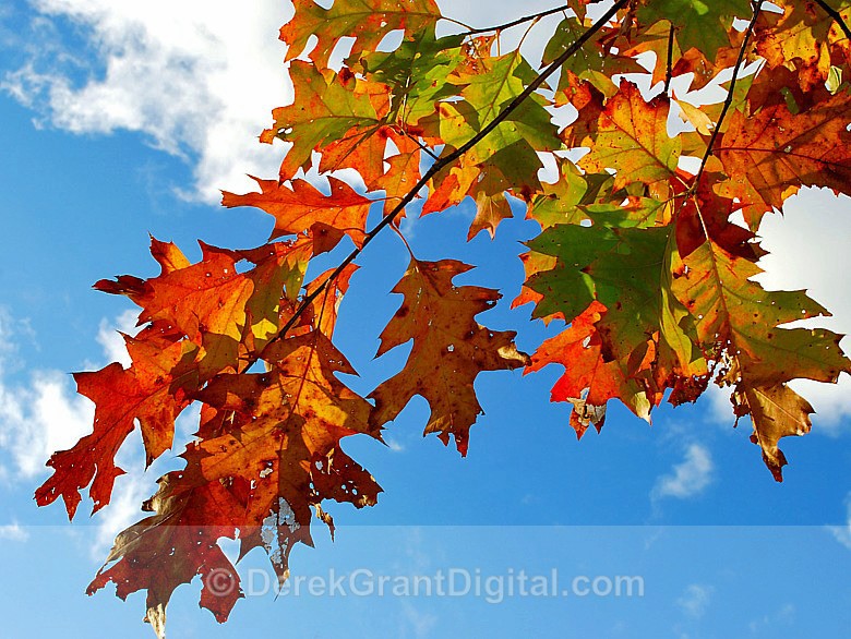 Red Oak in Autumn - Autumn Festival