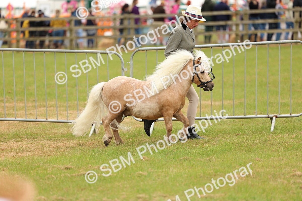 SBM_04459 - Class 64-67 - Shetland Pony In Hand