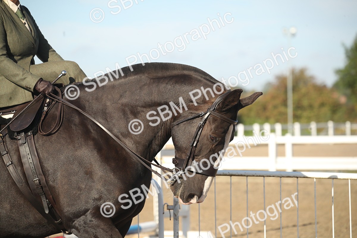 SBM_11245 - Class 501 -Riding Club Pony