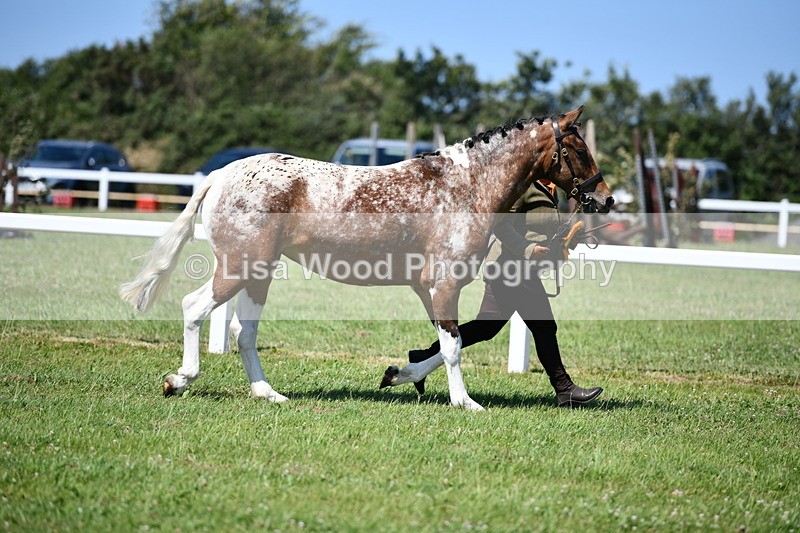 DSC_6874 - Class 57: Hunter/Riding Horse/Hack 1, 2 & 3 yr olds