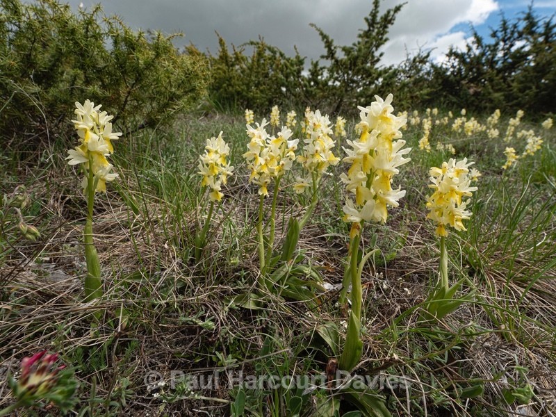 Hybrid Orchis - Orchis x colemanii ( Orchis mascula x O. pauciflora) This is a natural hybrid between Early purple orchid (O. mascula) and few flowered orchid (O. pauciflora). - Plants in the Landscape