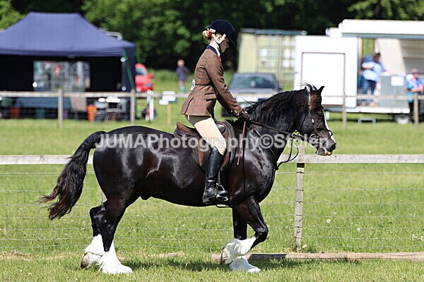 IMG_3682 - Working Hunter