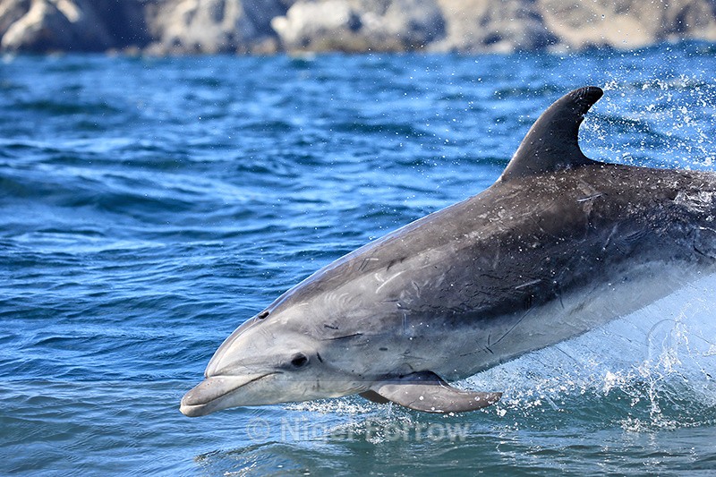 Bottlenose Dolphin jumping very close to boat, Chanaral Island, Chile - Dolphin