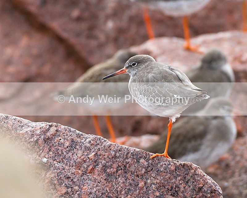 20110927-_MG_6990 - Redshank