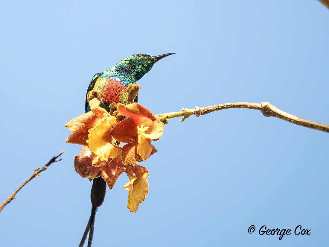 Beautiful Sunbird - Gambia 2025