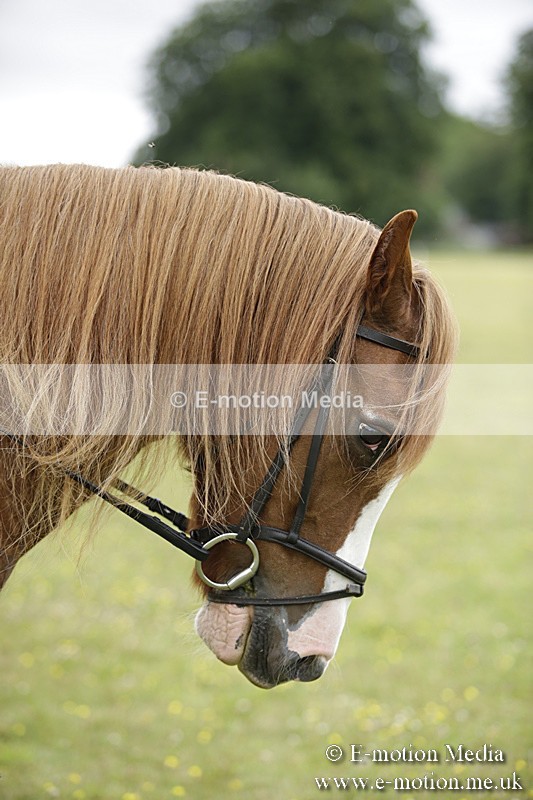 BVR160717-1538 - Ring 1 BVRC Show 16/07/17